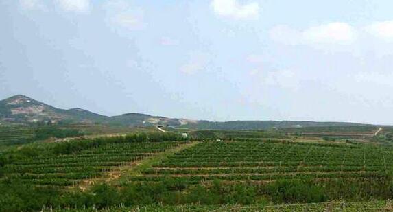 山东葡萄酒总产量居中国首位