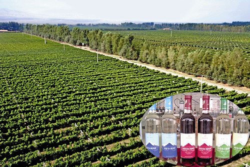 高台县1.8万亩酿酒葡萄开始采收压榨