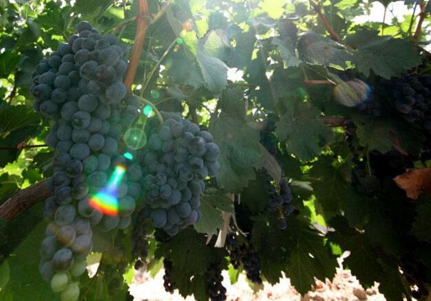 新疆天山北麓生态葡萄酒产区成为全国最大葡萄原酒供应基地