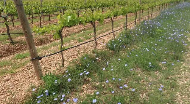 纳瓦拉葡萄种植与酿造研究所试验成熟期较长的葡萄品种