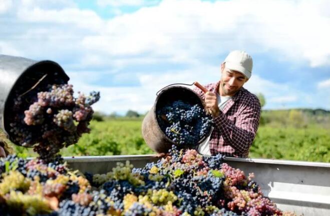 智利葡萄酒2021年一季度出货量超过疫情前水平