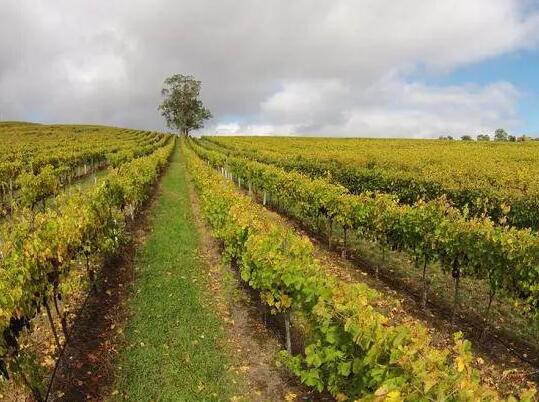 澳洲2021年葡萄产量再创历史新高