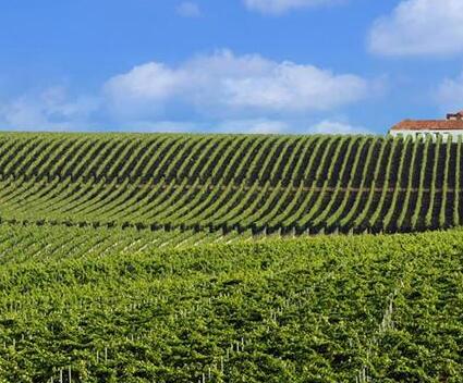 罗马尼亚成为欧盟第六大葡萄酒生产国