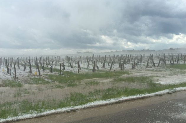 恶劣天气再袭法国，勃艮第等多个葡萄产区受灾！