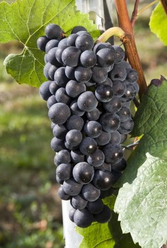 十大热搜葡萄品种