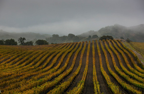 美国加州干涸的葡萄园在雨中狂欢