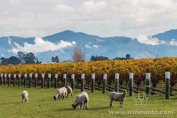 Vineyards-in-Malborough-New-Zealand.jpg